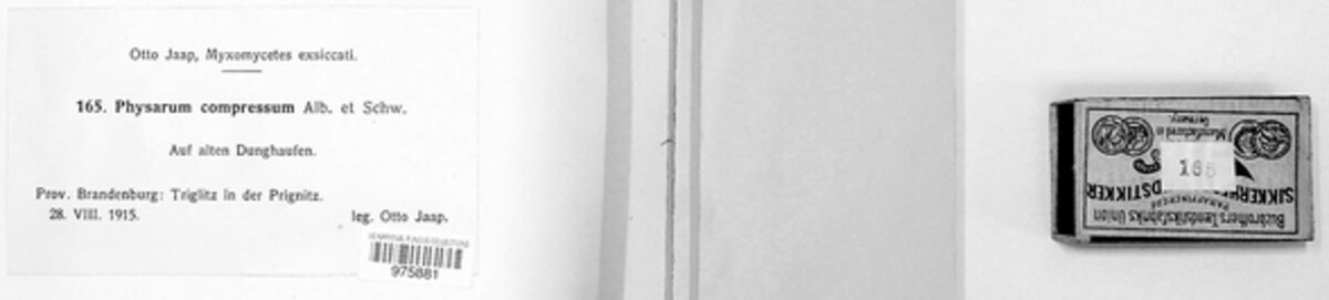 Physarum compressum image